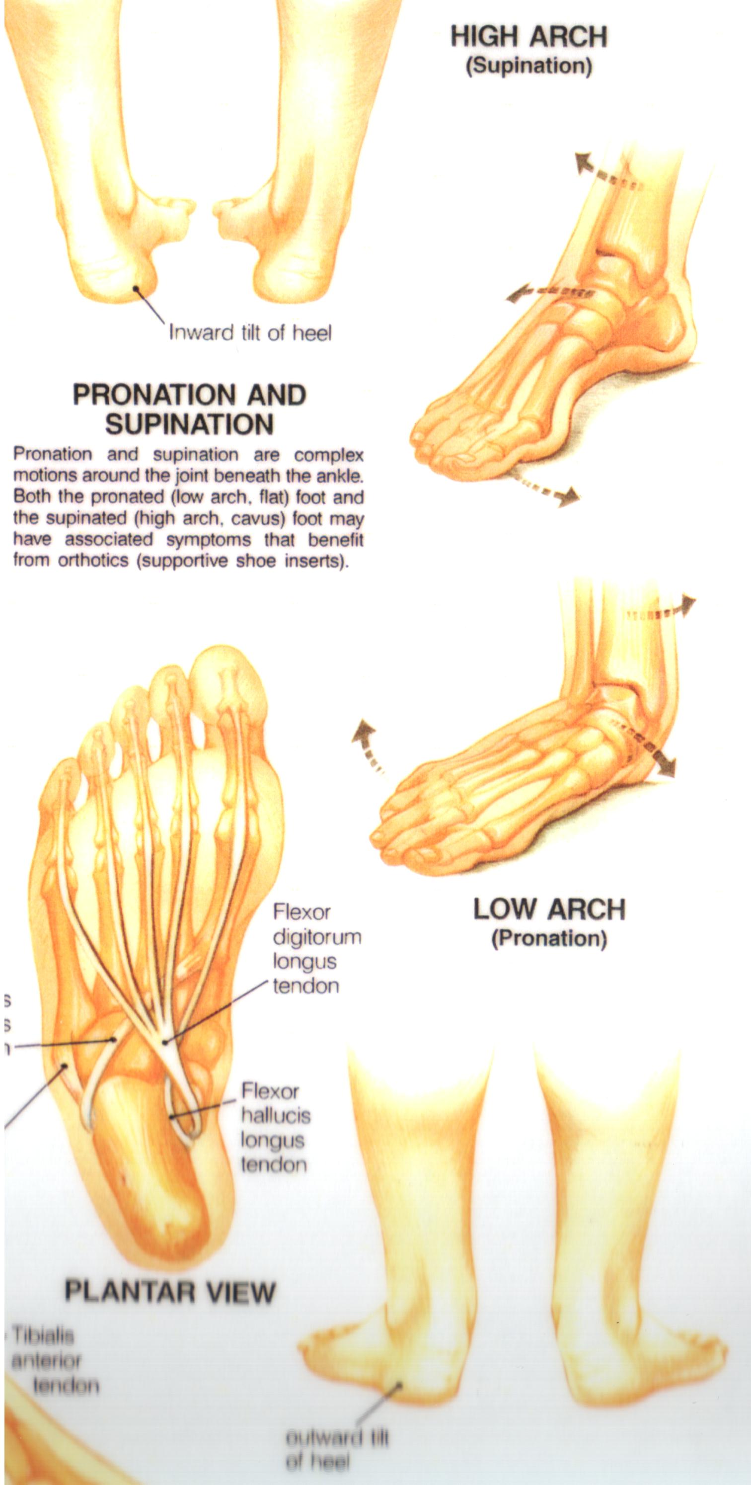 Foot Pronation